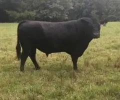 Lote 18 Parejas De Ganado Angus y 3 Vacas Expuestas