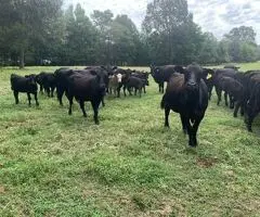 Lote 18 Parejas De Ganado Angus y 3 Vacas Expuestas