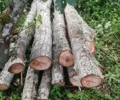 Madera De Cedro Sazón En Varas Y Troncos