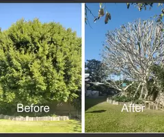 La Mejor Limpieza De Arboles, Remover El Árbol