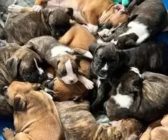 Cachorros Boxer Listos Para Un Verdadero Hogar