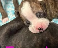 Cachorros Boxer Listos Para Un Verdadero Hogar