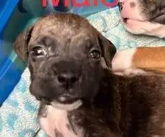 Cachorros Boxer Listos Para Un Verdadero Hogar