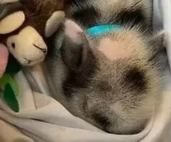 Mascotas Cerditos Lechones Erizos en Miniatura y Cabras Enanas Nigerianas Para Adopción