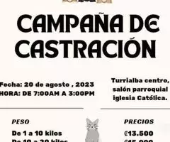 Atencion Turrialba La Próxima Campaña De Castración De Mascotas