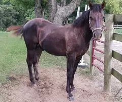 Venta y Entrenamiento De Caballos Quarter Horse & Blue Heelers