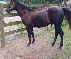 Venta y Entrenamiento De Caballos Quarter Horse & Blue Heelers