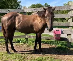 Venta y Entrenamiento De Caballos Quarter Horse & Blue Heelers