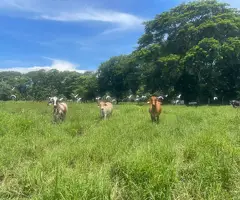 Propiedad Para Vender y Mide 6 Hectáreas