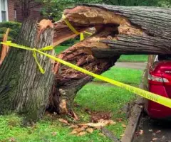 Remover Arboles Caidos Acarreo De Árboles o Ramas Caídos