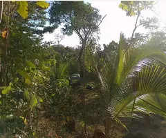 2 Hectáreas Para Vender En Humo De Esparza CR