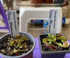 Plantas Carnívoras Del Jardín Para Vender