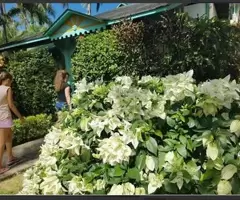 Hay Villa Paradisíaca En Las Terrenas Para Alquilar Hoy Mismo