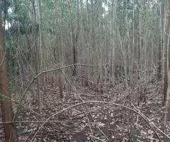 Fincas Para Vender Venta en el Bello Monte Plata