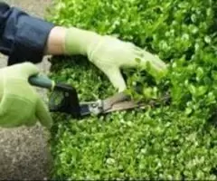 Trabajo De Jardinería y Mantenimiento Profesional Del Jardín